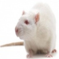 Avatar de Rat-Deter
