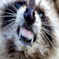 Avatar de Ratonvoleur