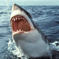 Avatar de Requin