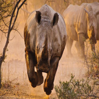 Avatar de Rhinoceros