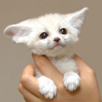 Avatar de Rom1
