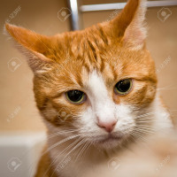 Avatar de Rouquin