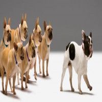 Avatar de RoyalCanin2