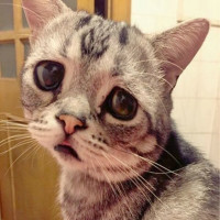 Avatar de SadCat