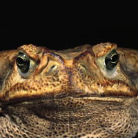Avatar de SapoLeCrapaud