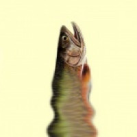 Avatar de SaumonPulpeux