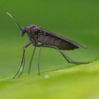 Avatar de Sciaride