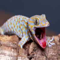 Avatar de SeptGekko