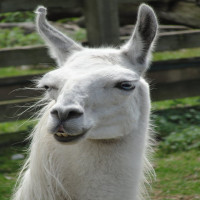 Avatar de SergeLeLama
