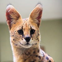 Avatar de Serval