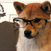 Avatar de Shiba