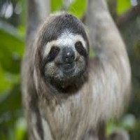 Avatar de SlothMaster