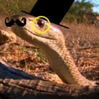 Avatar de Snakido