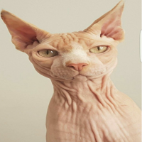 Avatar de Sphynx