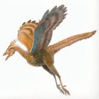 Avatar de Sukapteryx