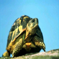 Avatar de Tortuegainiale