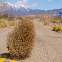Avatar de Tumbleweed