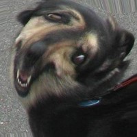 Avatar de Tyrexdunet