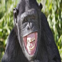 Avatar de Uimerci