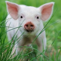 Avatar de Vegan