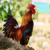 Avatar de Vukmir