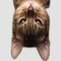 Avatar de Vulnerable