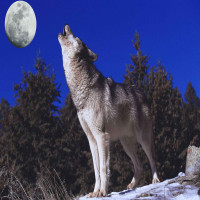Avatar de WhiteWolf