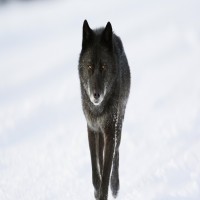 Avatar de Wolf