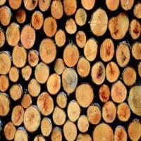 Avatar de Wood
