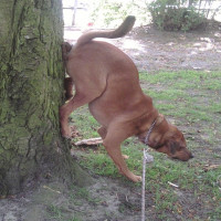 Avatar de Yggdrasil