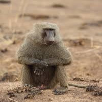 Avatar de Zimbabouin