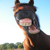 Avatar de bitedecheval