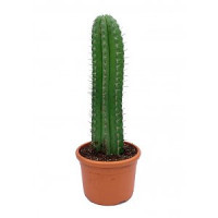 Avatar de cactusdanslecul