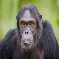 Avatar de chimpanzedeter