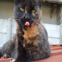 Avatar de demonange09