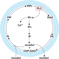 Avatar de inositol