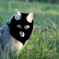 Avatar de jerrardboss