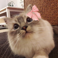 Avatar de kittycatcat