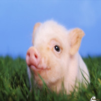 Avatar de porc25