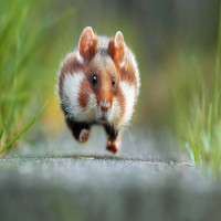 Avatar de rico
