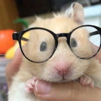 Avatar de uwuhamster